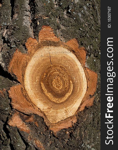 Textures  tree  oak  cut