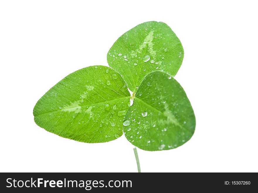Clover leaf isolated on white