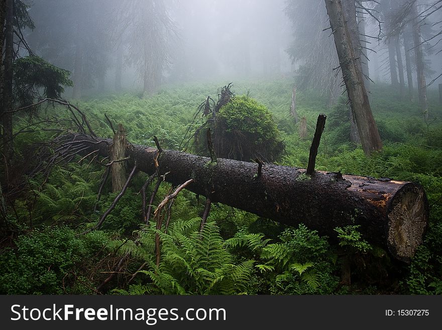 Felled Tree In Fog