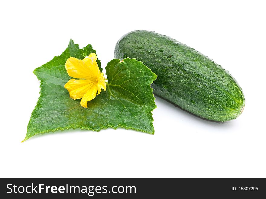 Fresh cucumber with leaf and flower on white