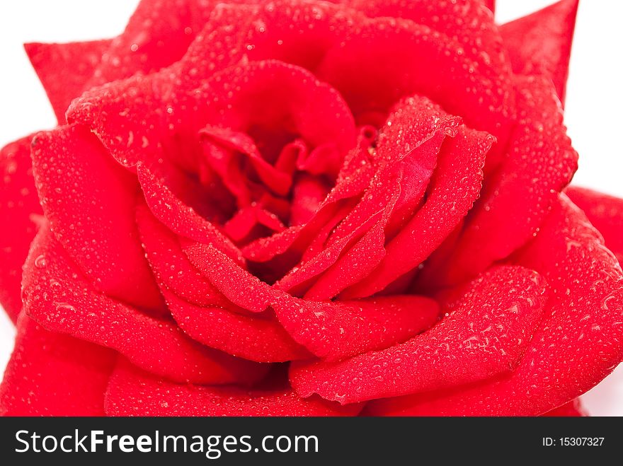 Red rose isolated on white