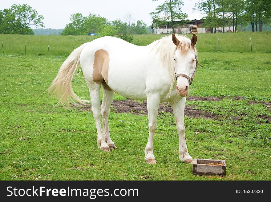 A paint horse standing in a field.