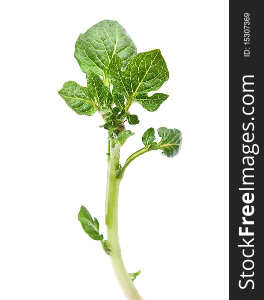 Potato sprout on white background