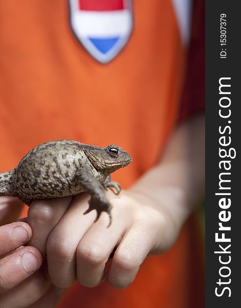 Close up of child's hands holding a toad. Close up of child's hands holding a toad