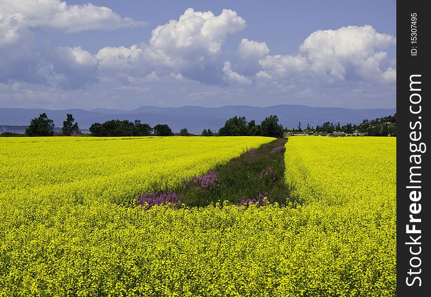 Field of Yellow Flowers