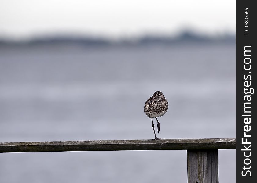 Willet (tringa semipalmata) resting on one leg on railing in front of ocean
