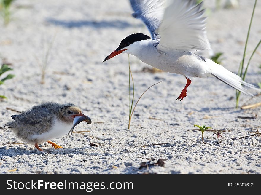 Common Tern (Sterna Hirundo)