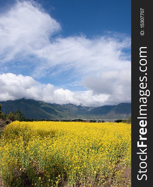 Yellow oil flower in moutain valley with road passing by