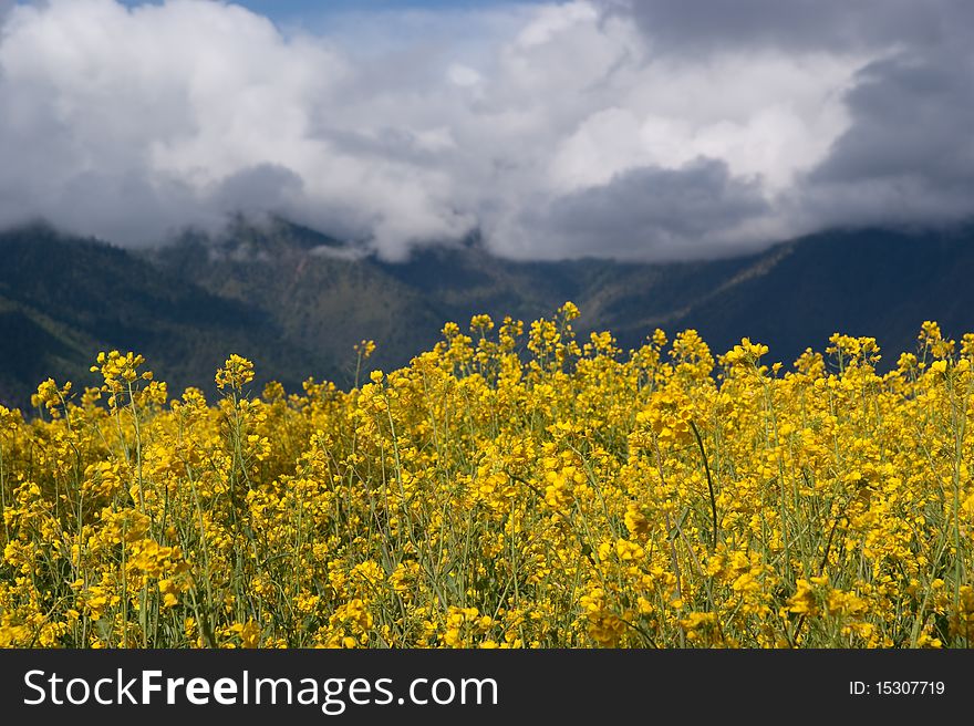 Yellow oil flower in moutain valley with road passing by