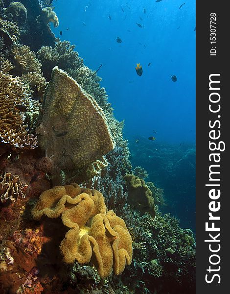 Coral reef in the Lembeh Straits of Indonesia