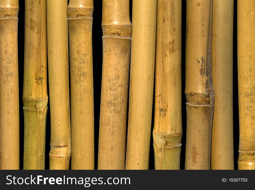 Bamboo  stalks