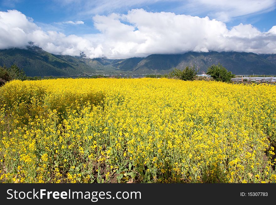 Yellow oil flower in moutain valley with road passing by