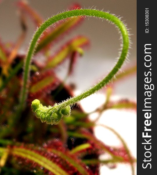 Close up on a green flower bud of cape sundew in a fowerpot isolated on white background. Close up on a green flower bud of cape sundew in a fowerpot isolated on white background.