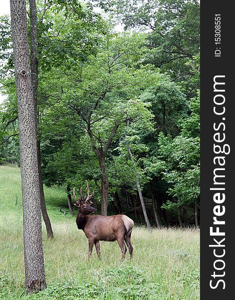 Bull elk at edge of forest