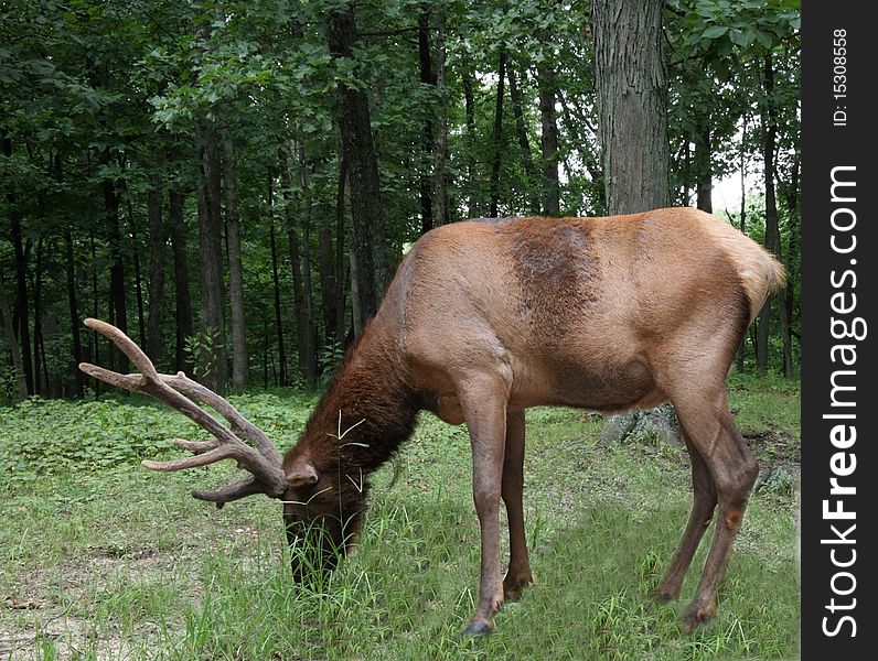 Bull elk at edge of forest