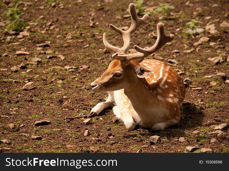 Fallow deer lying in the sand