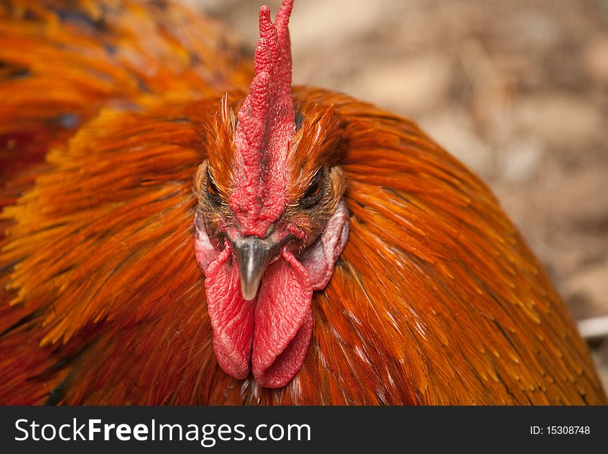 Cock lying in the sand. Cock lying in the sand