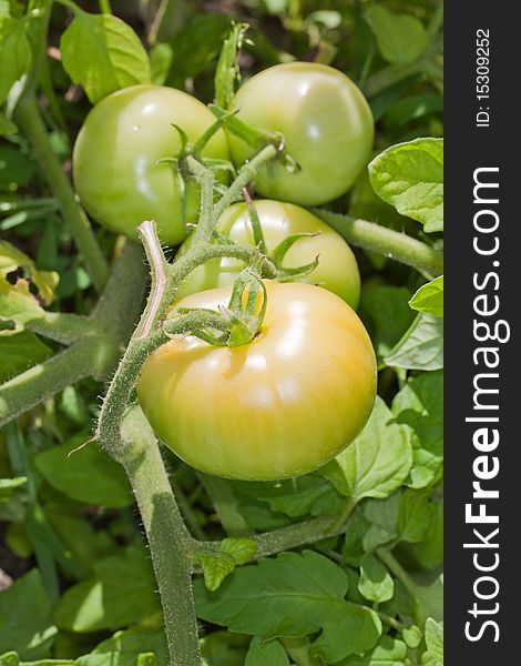 Close-up of a vine of green tomatoes growing in the garden. Close-up of a vine of green tomatoes growing in the garden