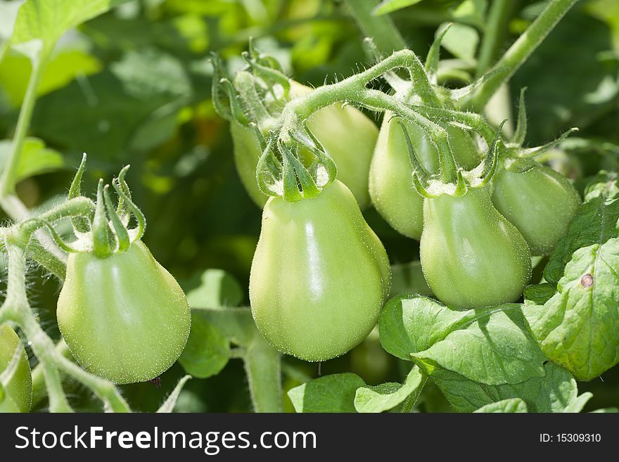 Close-up of some green plum tomatoes ripening on the vine