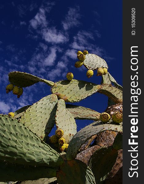 A cactus in front of the sky. A cactus in front of the sky.