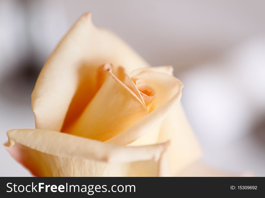 Detail on the petals of white roses. Detail on the petals of white roses