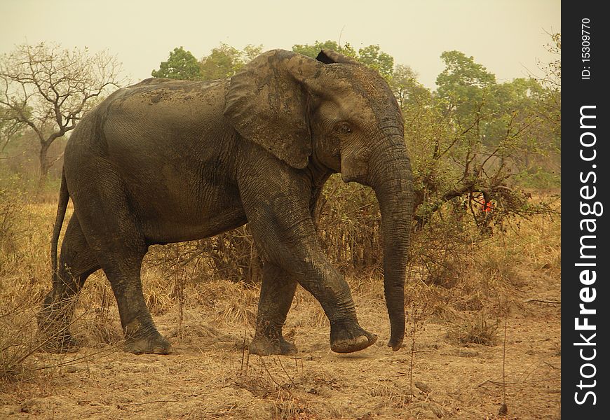 African Elephant at the national Park Mole, Ghana, West Africa.
