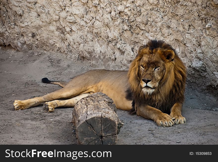African lion lying near the wall