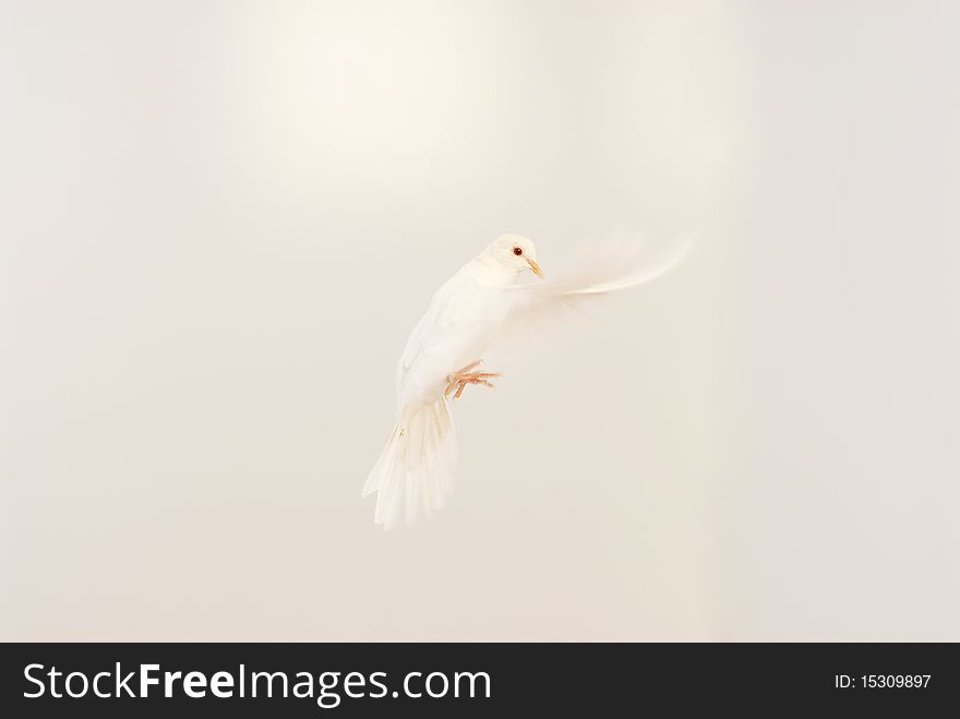 Flying white dove isolated on white