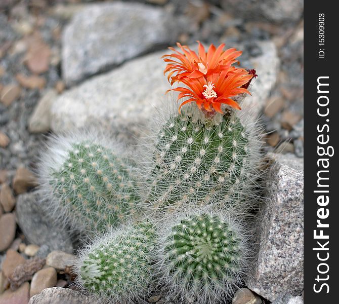 Scratchy cactus with two red flowers. Scratchy cactus with two red flowers