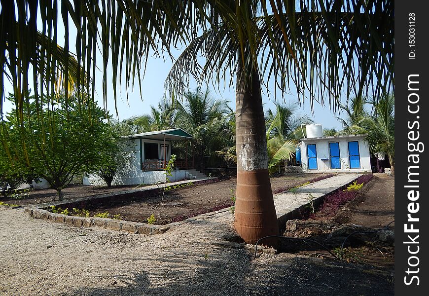 Farm house with coconut tree