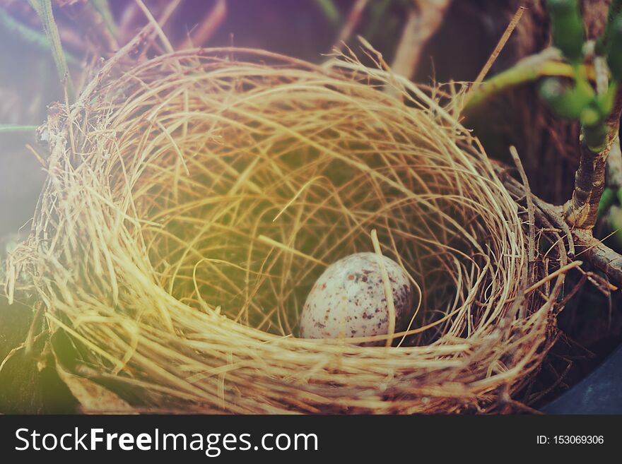 Bird nest with egg in the garden with filter color