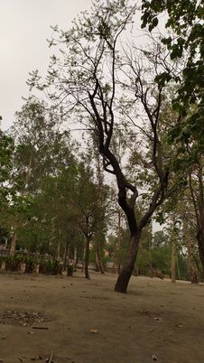 Beautiful Gardeen, Beautiful Place In India , Beautiful Birds Royalty Free Stock Image
