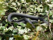 Grass-snake Royalty Free Stock Image