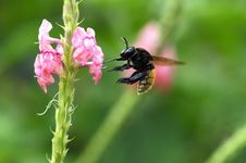 Bumble Bee Stock Images