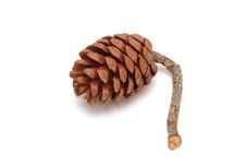 Mediterranean Pine Tree Cone Isolated Royalty Free Stock Photo Mediterranean Pine Tree Cone Isolated Royalty Free Stock Photo