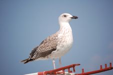 Seagull Royalty Free Stock Photography