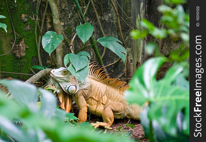 Iguana in tropical rain forest.