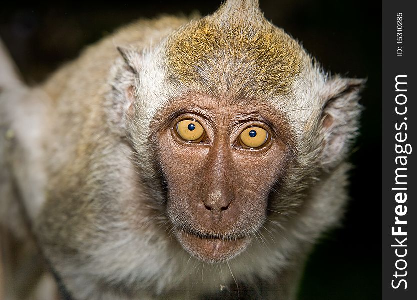 Portrait of a Curious Monkey on Bali island