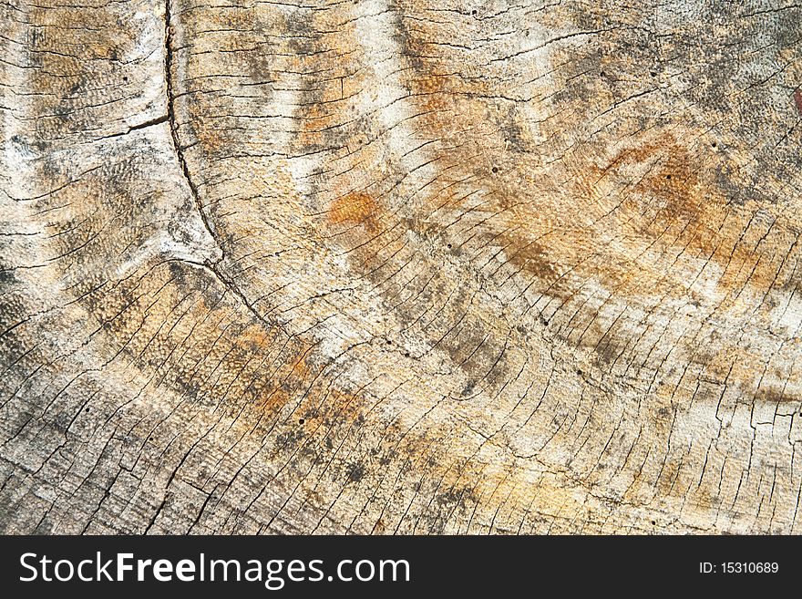 Texture of old wood cut background closeup