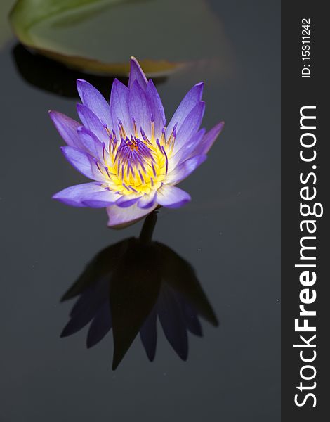 Purple water lily in a pond with refection