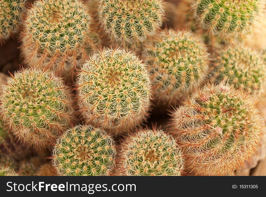 Green and yellow barrel cactus in the Californian desert. Green and yellow barrel cactus in the Californian desert.