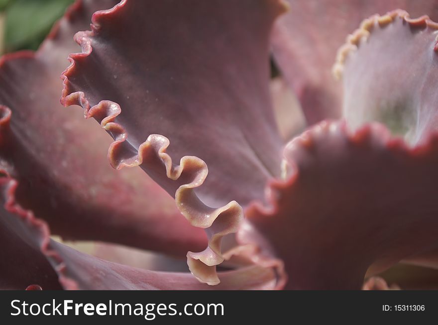 Edge of cabbage-like Californian desert plant. Edge of cabbage-like Californian desert plant.