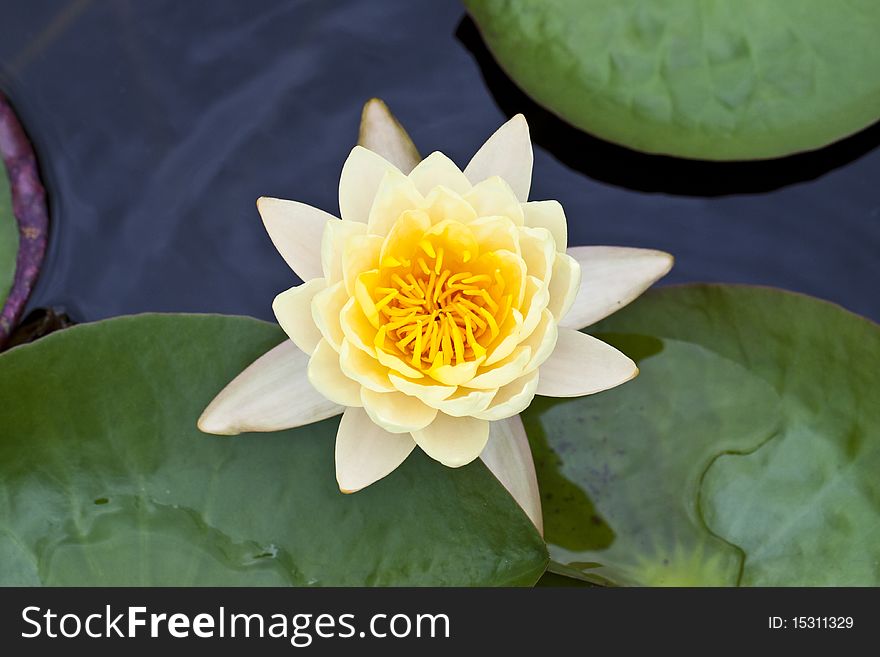 Yellow water lily in a pond