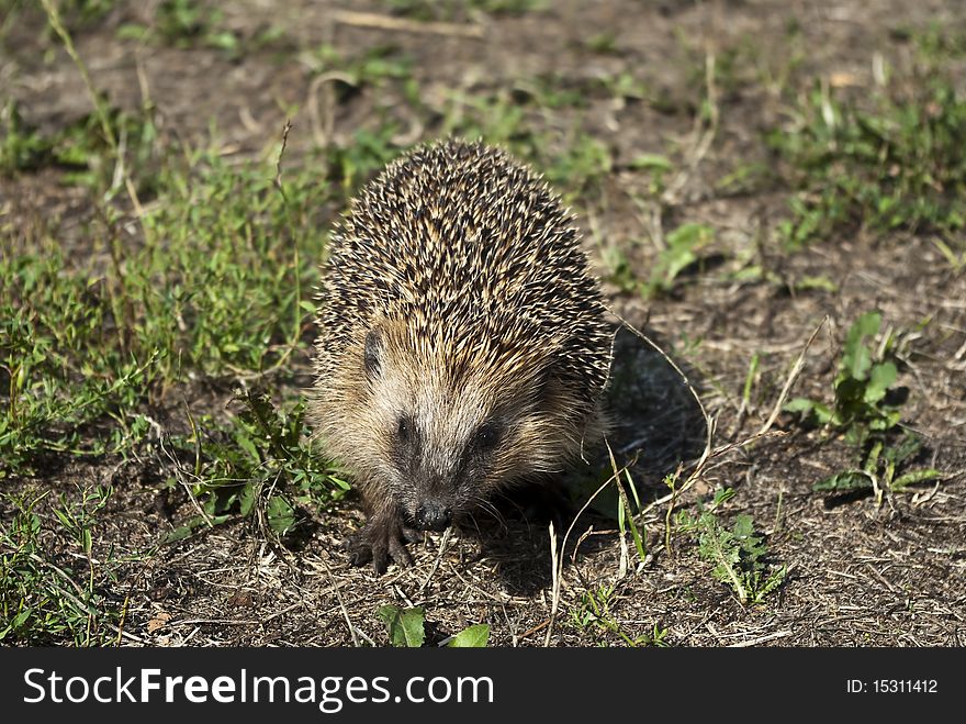 Hedgehog