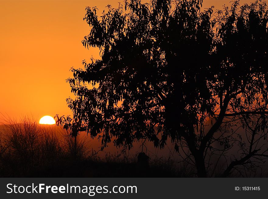 Orange sky with sun setting behind a tree in Andalusia, the south of Spain. Orange sky with sun setting behind a tree in Andalusia, the south of Spain.