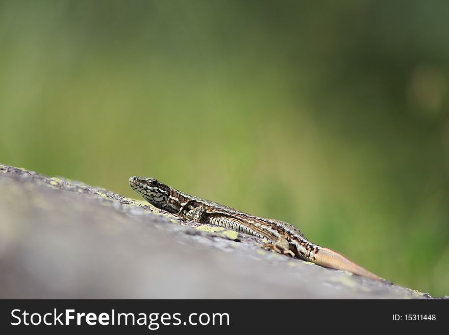 Lizard in the natura yellow and green