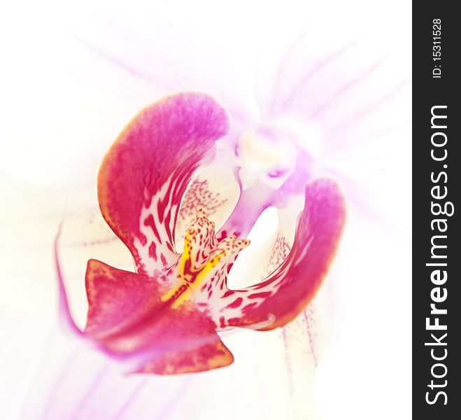 Close-up of a white orchid with pink spots