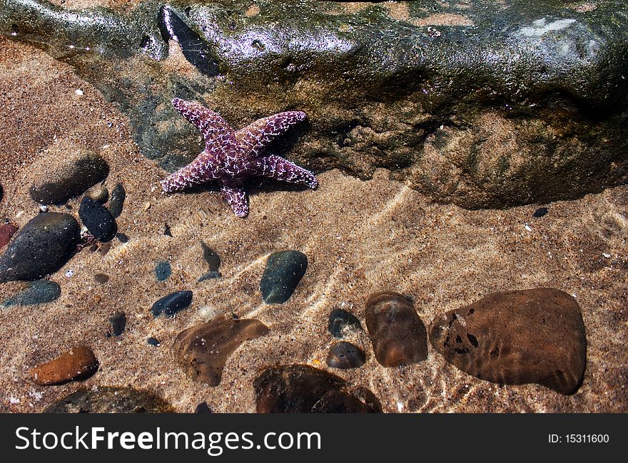 Purple Starfish, rocks and sand underwater, Oregon Coast