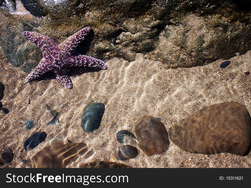 Purple Starfish, rocks and sand underwater, Oregon Coast