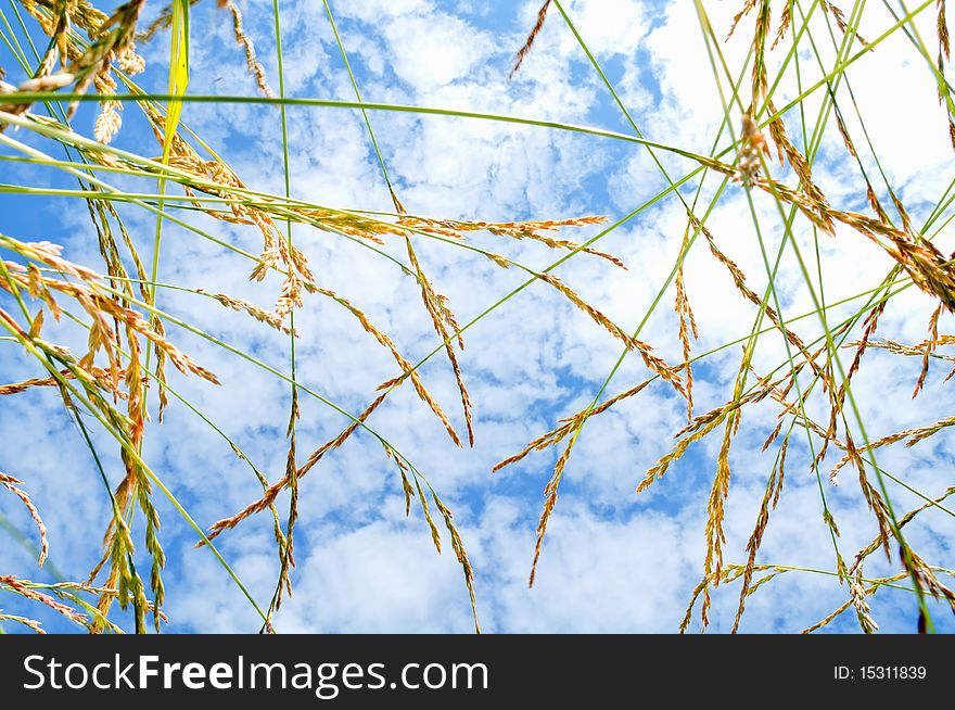 Kind of grass on the sky with clouds. Kind of grass on the sky with clouds